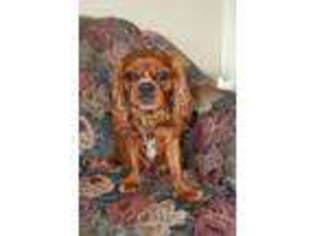 Cavalier King Charles Spaniel Puppy for sale in Preston, ID, USA