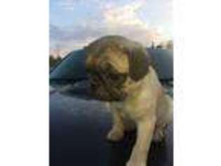 Pug Puppy for sale in Tyrone, PA, USA