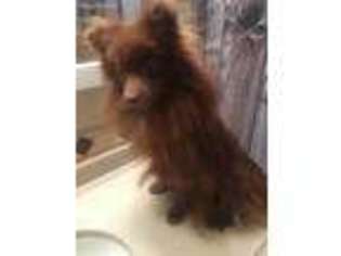 Pomeranian Puppy for sale in Avoca, MI, USA