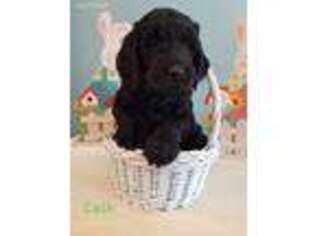 Goldendoodle Puppy for sale in Summit, NY, USA