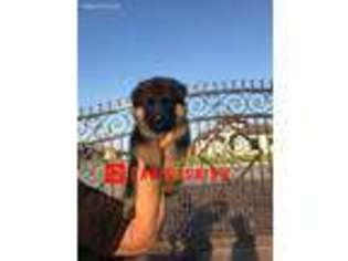 German Shepherd Dog Puppy for sale in Elsa, TX, USA