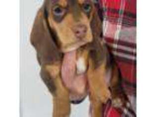 Dachshund Puppy for sale in Hotchkiss, CO, USA