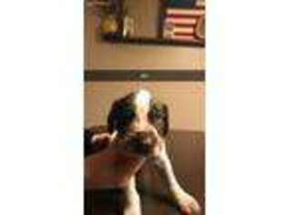German Wirehaired Pointer Puppy for sale in Panora, IA, USA