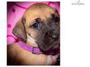 Great Dane Puppy for sale in Minneapolis, MN, USA