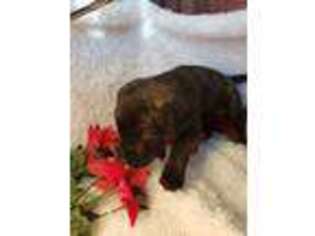 Mastiff Puppy for sale in Saint Albans, VT, USA