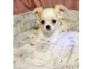 Chihuahua Puppy for sale in Hamlet, NC, USA