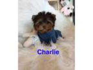 Yorkshire Terrier Puppy for sale in Clinton Township, MI, USA