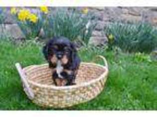 Cavalier King Charles Spaniel Puppy for sale in Kennerdell, PA, USA