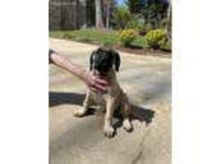 Mastiff Puppy for sale in Huntersville, NC, USA