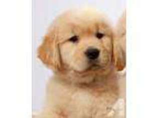 Golden Retriever Puppy for sale in EDGERTON, WI, USA