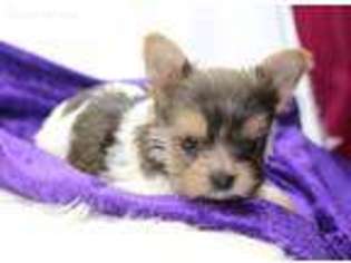 Yorkshire Terrier Puppy for sale in Hartsville, SC, USA