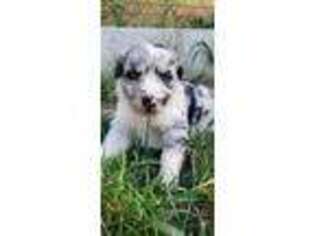 Australian Shepherd Puppy for sale in Crossville, TN, USA