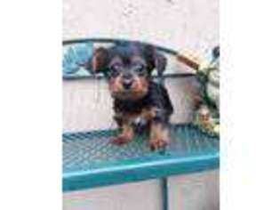 Yorkshire Terrier Puppy for sale in Paulina, OR, USA