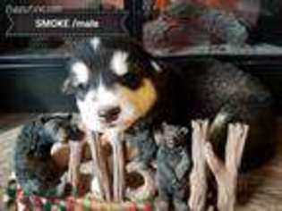 Alaskan Malamute Puppy for sale in Huson, MT, USA
