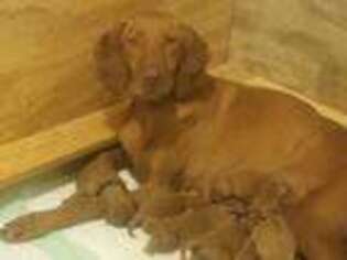 Vizsla Puppy for sale in Chambersburg, PA, USA