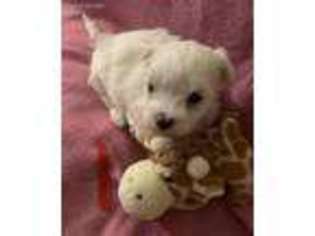Maltese Puppy for sale in Lexington, KY, USA