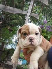 Bulldog Puppy for sale in Williston, ND, USA