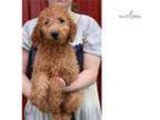 Goldendoodle Puppy for sale in Joplin, MO, USA