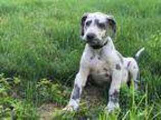 Great Dane Puppy for sale in Wyoming, MI, USA