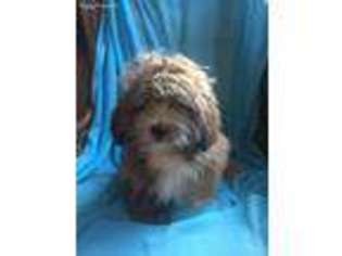 Lhasa Apso Puppy for sale in Akeley, MN, USA