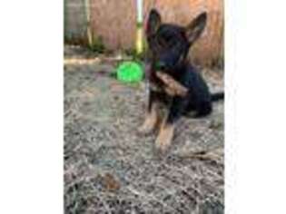 German Shepherd Dog Puppy for sale in Thomaston, GA, USA