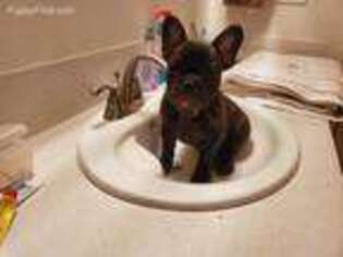 French Bulldog Puppy for sale in Everett, WA, USA