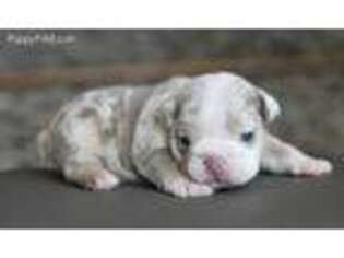 Bulldog Puppy for sale in Keller, TX, USA