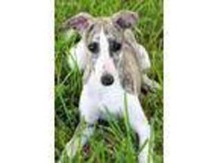 Whippet Puppy for sale in Whitewright, TX, USA