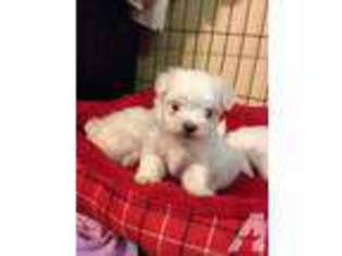 Maltese Puppy for sale in DENTON, TX, USA
