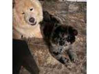 Chow Chow Puppy for sale in South Bend, IN, USA