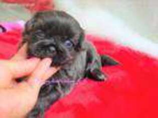 Mutt Puppy for sale in Taylorville, IL, USA