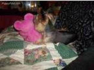 Yorkshire Terrier Puppy for sale in Orange, VA, USA