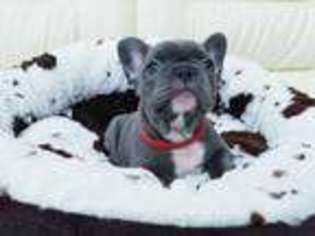 French Bulldog Puppy for sale in Gallup, NM, USA