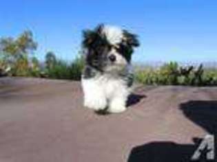 Maltipom Puppy for sale in San Diego, CA, USA