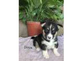 Siberian Husky Puppy for sale in Versailles, IN, USA