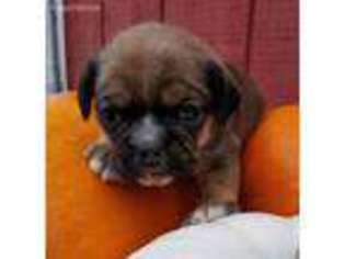 Mutt Puppy for sale in Spencer, WI, USA