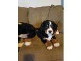 Bernese Mountain Dog Puppy for sale in Fayetteville, OH, USA