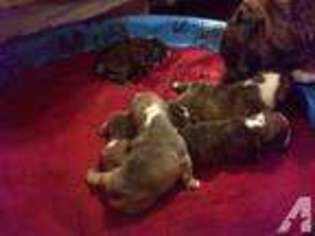 Mutt Puppy for sale in MOSS POINT, MS, USA