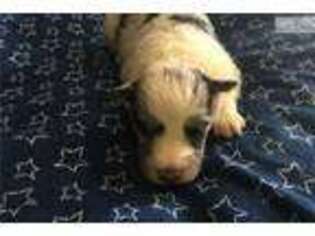 Shetland Sheepdog Puppy for sale in Little Rock, AR, USA