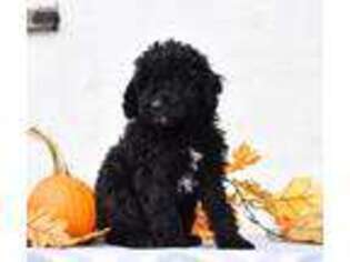 Goldendoodle Puppy for sale in Danville, PA, USA
