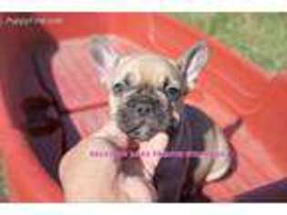 French Bulldog Puppy for sale in Blanco, TX, USA