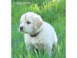 Golden Retriever Puppy for sale in Littleton, CO, USA