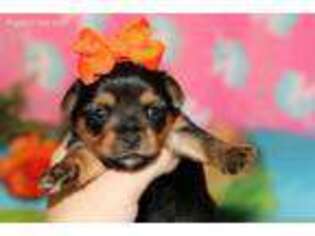 Yorkshire Terrier Puppy for sale in Alexandria, LA, USA