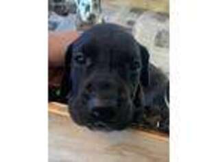 Great Dane Puppy for sale in Manchester, NH, USA