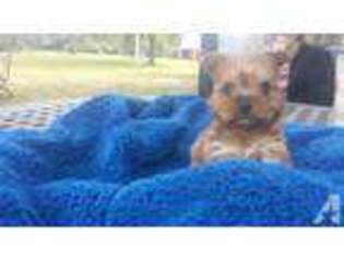 Yorkshire Terrier Puppy for sale in HOLT, FL, USA
