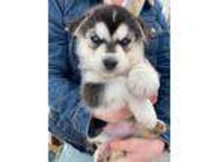 Mutt Puppy for sale in Homer, AK, USA