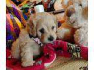 Cavapoo Puppy for sale in Frewsburg, NY, USA