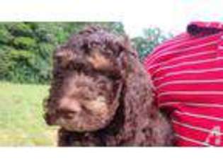 Labradoodle Puppy for sale in SAXE, VA, USA