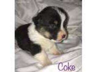 Pembroke Welsh Corgi Puppy for sale in Morrison, TN, USA