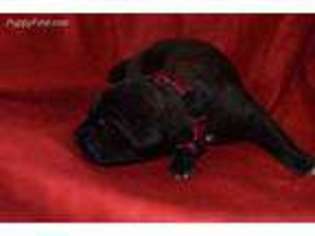 Cane Corso Puppy for sale in Morganton, NC, USA
